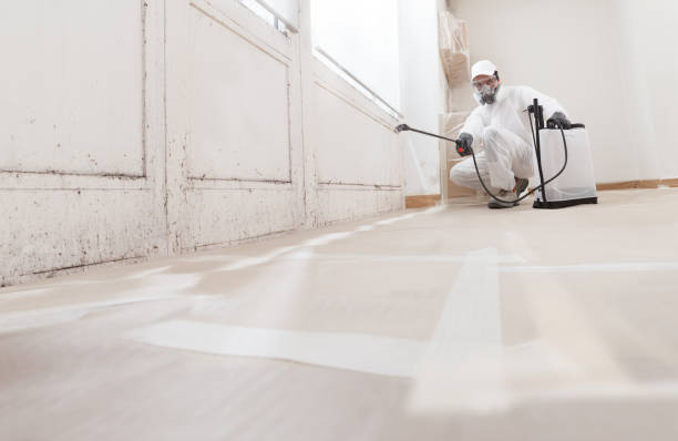 24/7 Emergency Attic Mold Remediation experts in Hudson, MI