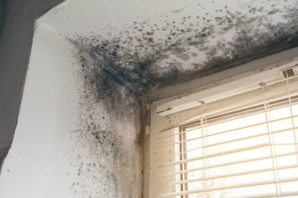 Affordable Attic Mold Remediation solutions in Hudson, MI