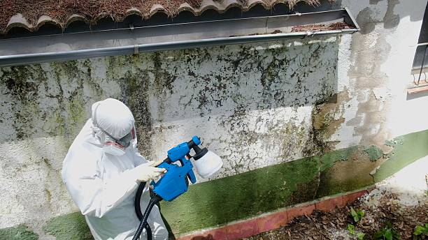 Top rated local Attic Mold Remediation specialists in Hudson, MI